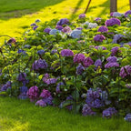 10 Panel Metal Garden Fence 82x50cm No Dig Rustproof Wrought Iron Border